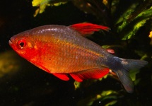 TETRA PEUGEOTI