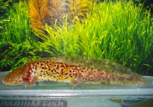 AXOLOTL KOPER