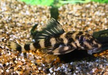 L168 BUTTERFLY PLECO