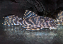 L015 CANDY STRIPED PLECO