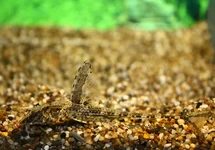 RINELORICARIA LANCEOLATA