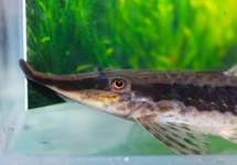 STURISOMA NIGRIROSTRUM