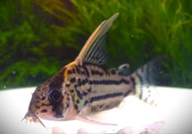 PANTSERMEERVAL PULCHRA