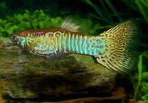 GUP SNAKESKIN GEEL MAN