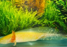 AMBYSTOMA MEX. GOLD ALBINO (EU-BRED) XL