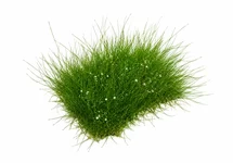 Eleocharis op stalen net
