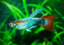 POEC. RET. NEON TUXEDO RED MALE M