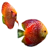 Aquariumvissen