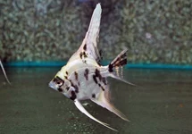 MAANVIS PLATINUM MARMER