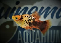 XIPH. MAC. CORAL ORANGE SPOTTED M