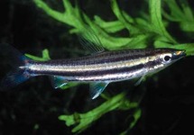 GREENSTRIPE PENCILFISH