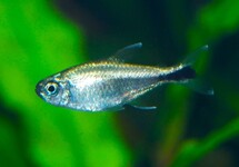 DAWN TETRA