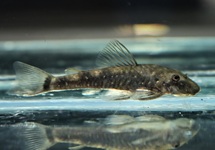 DWARF PLECO CEARENSIS