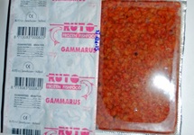 GAMMARUS