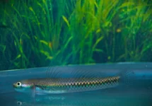 BLAUWE GOBY