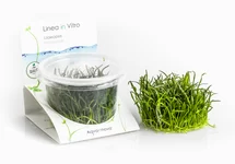 Lilaeopsis brasiliensis - In Vitro Cup