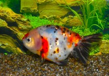 FANTAIL RANCHU CALICO