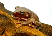 GIANTTREE FROG