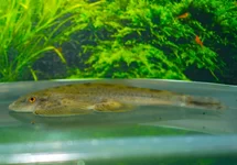 ALGENETER NANENSIS