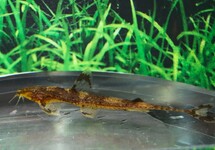 AFRIKAANSE ZWEEPSTAARTMEERVAL