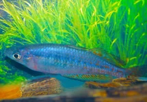 MELANOTAENIA PARKINSONI
