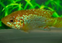 LIFALILIS BUNTBARSCH NEON BLAU