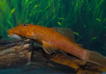 ANCISTRUS ROOD