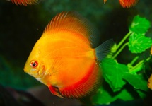 DISCUS  RED