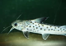 LINCE CATFISH