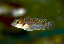 PAREL SLAKKENHUIS-CICHLIDE