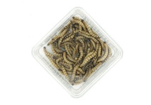 ZOPHOBAS MORIO 50G (BOX)