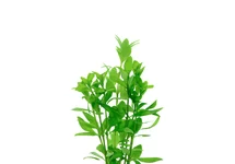 Hygrophila polysperma in pot (p5)