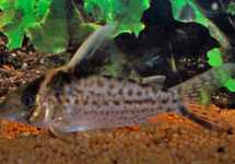 ROBUST CORY