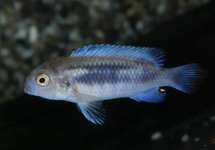 MALAWI CICHLIDE POLIT