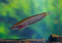 PRACHTGOERAMI PARVULUS