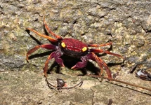 CRABE VAMPIRE DAREDEVIL