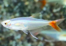 GLASROODVINZALM