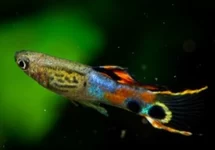 ENDLER GUP SNAKESKIN CAMPOMA (M/F)