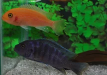 ZEBRA MBUNA RED + BLUE
