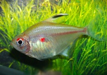 BLOEDVLEKTETRA
