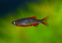 GALAXY RASBORA