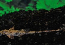 LORICARIA FILAMENTOSA