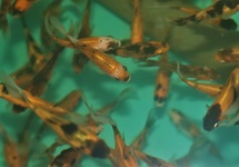 GOUDVIS SHUBUNKIN GEEL