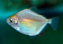 SCHIJFZALM ARGENTEUS