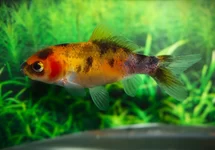 GOUDVIS SHUBUNKIN GEEL