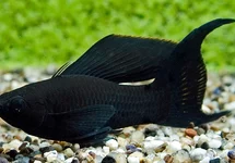 BLACK MOLLY  VOILE