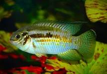 CICHLIDÉ ARAGUAIAE