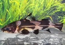 BAGROIDES MELAPTERUS L
