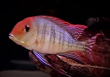 CICHLIDÉ PYROCEPHALUS