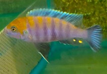 MALAWI CICHLIDE AFRA COBUE